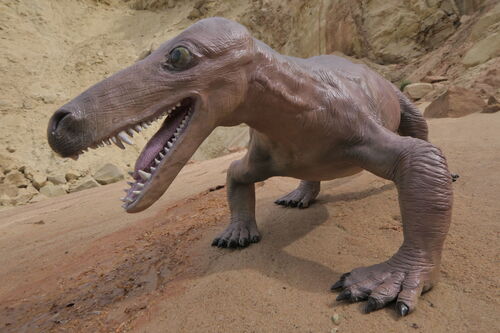 Der Korbacher Dackel lebte in der Zeit des Zechsteins (vor 258 Millionen Jahren) und bildete stammesgeschichtlich eine Brücke zwischen den Reptilien und den Säugetieren.