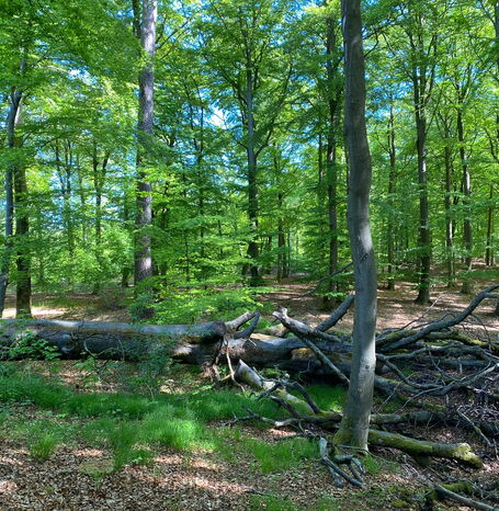 Der Burgwald ist ein mäßig hohes Mittelgebirge des westhessischen Berglandes in Nord- und Mittelhessen.