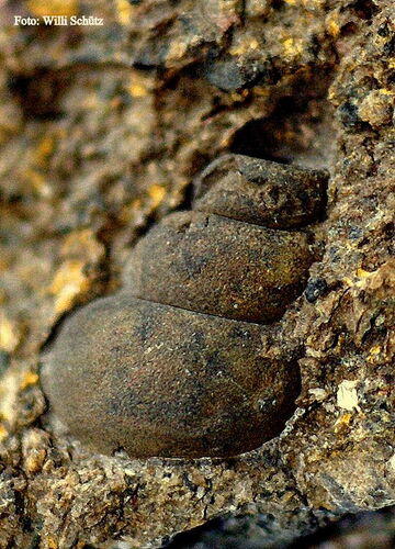 Eine Loxonema, eine ausgestorbene Meereschnecke.