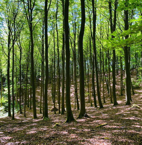Der Burgwald ist ein mäßig hohes Mittelgebirge des westhessischen Berglandes in Nord- und Mittelhessen.