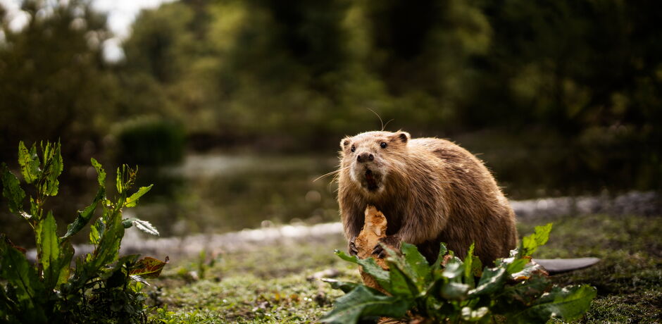 Der Naturpark Diemelsee, ein 33.500 ha großes Gebiet im Rothaargebirge Hessens und NRWs, besticht durch seine vielfältige Landschaft, Artenvielfalt und Deutschlands größter Goldlagerstätte.