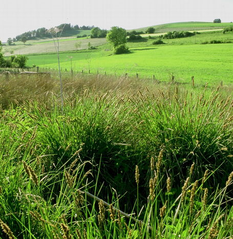 Das Kalkflachmoor ist eine Art des FFH-Gebiets und in einem guten Erhaltungszustand.