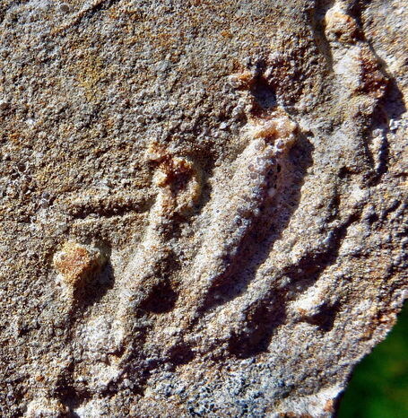 Fußspuren der Wolfhagener Urhandtiere.