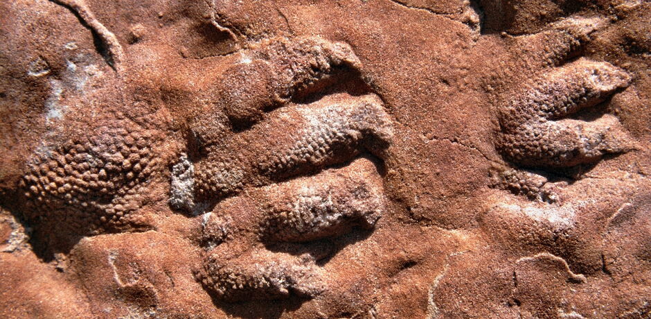 Das Wolfhagener Urhandtier lebte vor 250 Millionen Jahren und seine Fußspuren wurden erstmals 1999 in einem Sandsteinbruch in der Nähe von Wolfhagen gefunden.