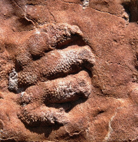 Das Wolfhagener Urhandtier lebte vor 250 Millionen Jahren und seine Fußspuren wurden erstmals 1999 in einem Sandsteinbruch in der Nähe von Wolfhagen gefunden.