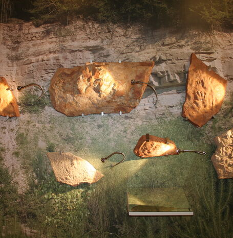 Die Fährtenwand des Regionalmuseums Wolfhager Land.