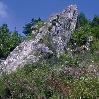 Das Naturdenkmal "Scharfer Stein" hat seinen Namen von gesteinsbildenden Organismenteilen, den Trochiten.