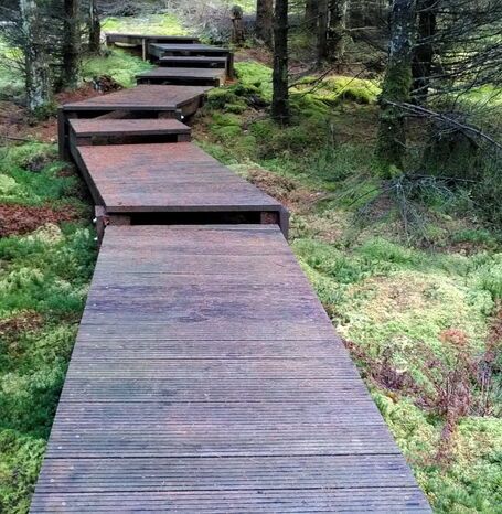 Der Moor-Erlebnispfad im südlichen Kellerwald.