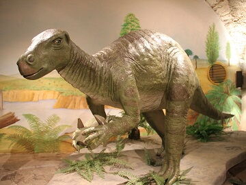 Der Iguanodon lebte in der frühen Kreidezeit (vor 145 Millionen Jahren) und wurde aufgrund seiner Häufigkeit "Kuh der Dinosaurierzeit" genannt.