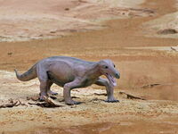 Der Korbacher Dackel lebte in der Zeit des Zechsteins (vor 258 Millionen Jahren) und bildete stammesgeschichtlich eine Brücke zwischen den Reptilien und den Säugetieren.