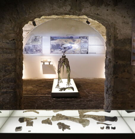 Skelette aus dem Museum Haus Hövener in Brilon.