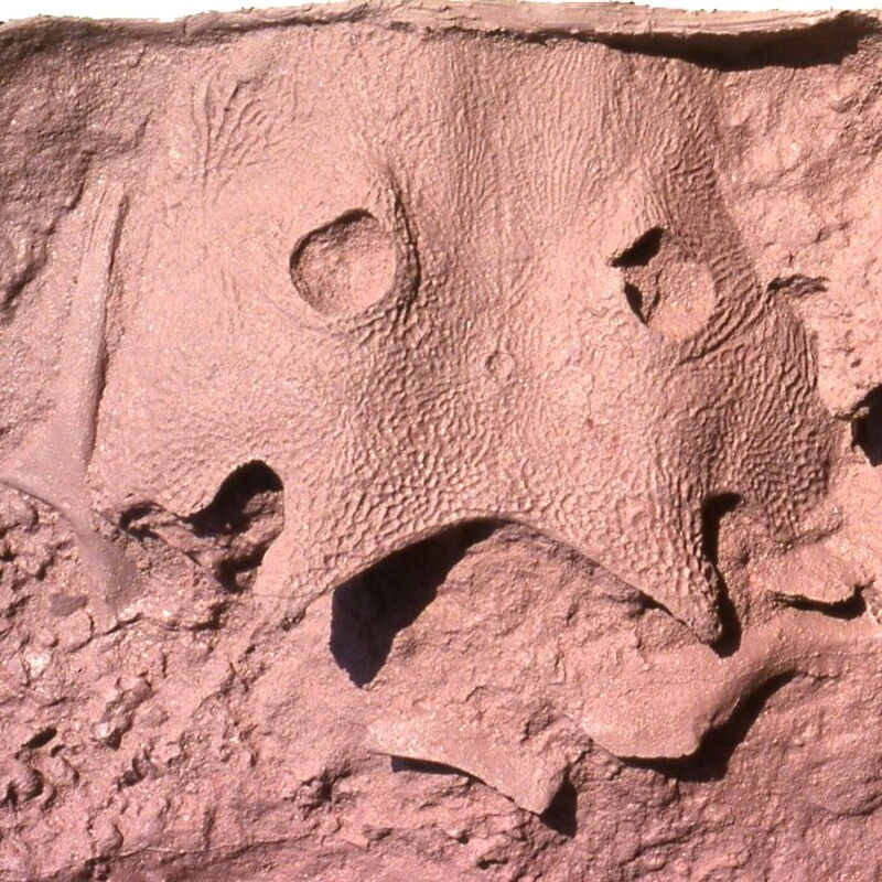 Ein Panzerlurch ist ein ausgestorbenes, sehr ursprüngliches Amphibium, das vom Oberdevon (vor 420 Millionen Jahren) bis zum Ende der Trias (vor 201 Millionen Jahren) lebte und sich durch seinen massiven Schädel auszeichnete.