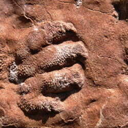 Das Wolfhagener Urhandtier lebte vor 250 Millionen Jahren und seine Fußspuren wurden erstmals 1999 in einem Sandsteinbruch in der Nähe von Wolfhagen gefunden.