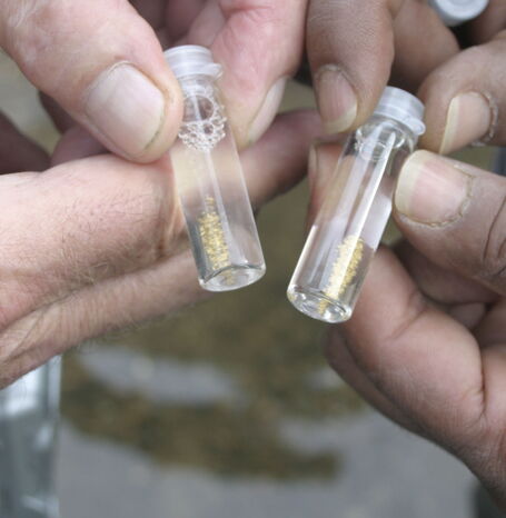 Goldwaschprobe mit kleinen Goldpartikeln in einem Gefäß mit einer Flüssigkeit.