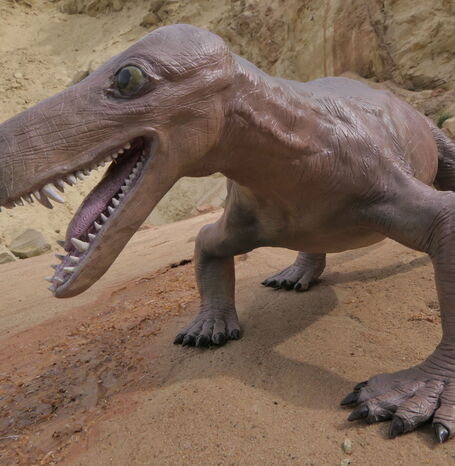 Der Korbacher Dackel lebte in der Zeit des Zechsteins (vor 258 Millionen Jahren) und bildete stammesgeschichtlich eine Brücke zwischen den Reptilien und den Säugetieren.