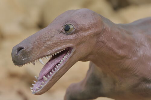 Der Korbacher Dackel lebte in der Zeit des Zechsteins (vor 258 Millionen Jahren) und bildete stammesgeschichtlich eine Brücke zwischen den Reptilien und den Säugetieren.