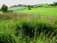 Das Kalkflachmoor ist eine Art des FFH-Gebiets und in einem guten Erhaltungszustand.