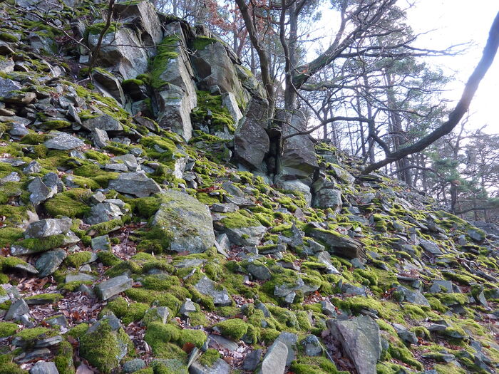 Die Blockschutthalden am Edersee sind eiszeitliche Geröllhalden an steilen Hängen, die ein einzigartiges Geotop und einen besonderen Lebensraum bilden.