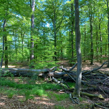 Der Burgwald ist ein mäßig hohes Mittelgebirge des westhessischen Berglandes in Nord- und Mittelhessen.