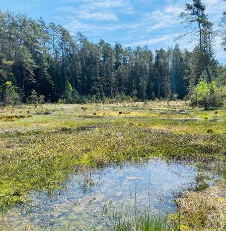 Das Burgwaldmoor am Christenbergtal ist ein extrem nährstoffarmes Übergangsmoor.