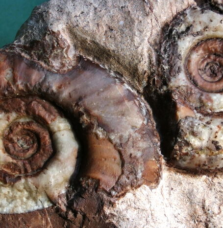 Die Goniatiten sind eine ausgestorbene Ordnung der jungpaqläozonischen Ammoniten und lebten zwischen Devon (vor 419 Millionen Jahren) und Perm (vor 252 Millionen Jahren).