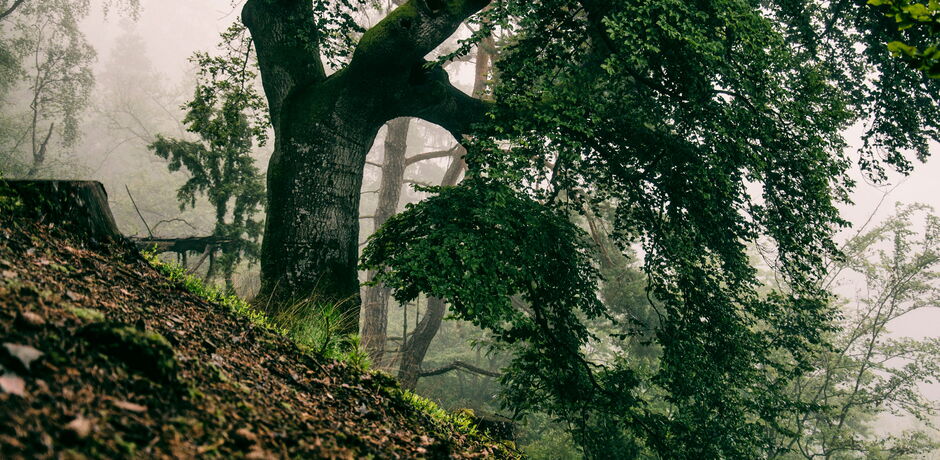 Eine Eiche aus Hessens Nationalpark Kellerwald-Edersee.