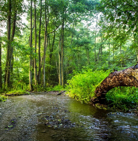 Der Nationalpark Kellerwald-Edersee umfasst 7.688 Hektar Fläche.