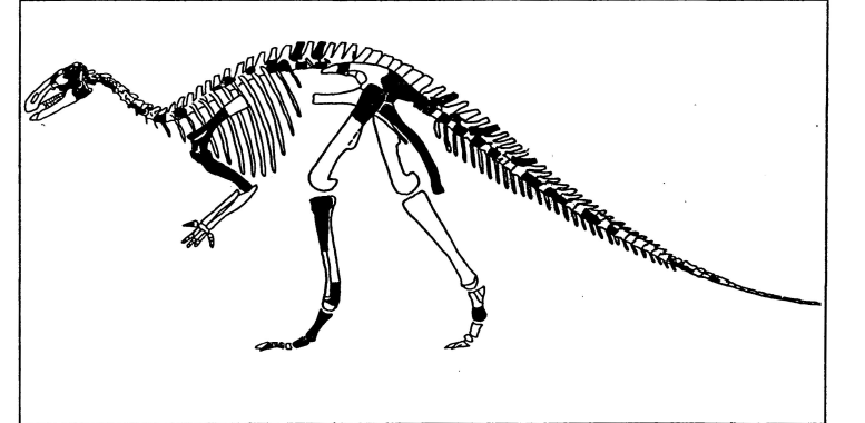 Der Iguanodon lebte in der frühen Kreidezeit (vor 145 Millionen Jahren) und wurde aufgrund seiner Häufigkeit "Kuh der Dinosaurierzeit" genannt.