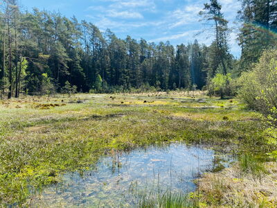 Das Burgwaldmoor am Christenbergtal ist ein extrem nährstoffarmes Übergangsmoor.