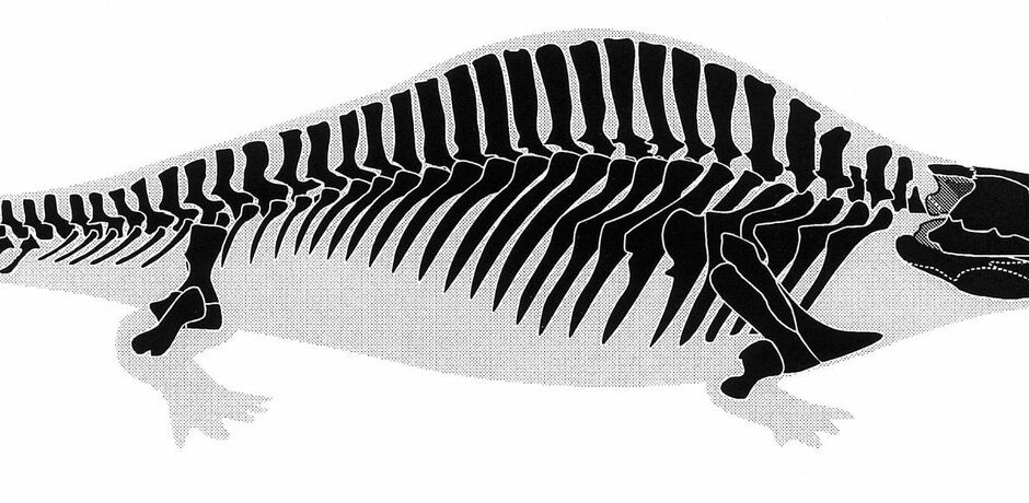 Ein Panzerlurch ist ein ausgestorbenes, sehr ursprüngliches Amphibium, das vom Oberdevon (vor 420 Millionen Jahren) bis zum Ende der Trias (vor 201 Millionen Jahren) lebte und sich durch seinen massiven Schädel auszeichnete.