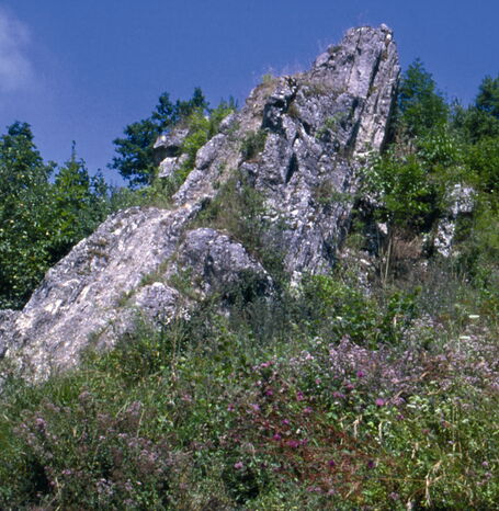 Das Naturdenkmal "Scharfer Stein" hat seinen Namen von gesteinsbildenden Organismenteilen, den Trochiten.