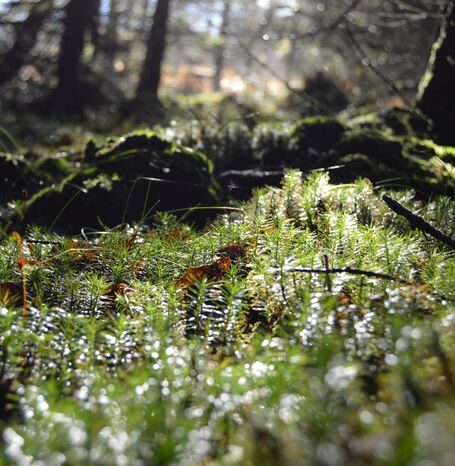 Der Moor-Erlebnispfad im südlichen Kellerwald.