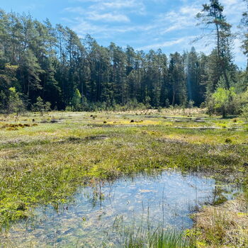 Das Burgwaldmoor am Christenbergtal ist ein extrem nährstoffarmes Übergangsmoor.