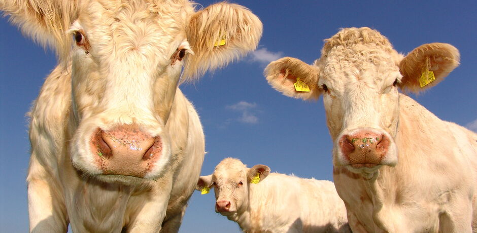 Auf diesem Bild sind drei Kühe zu sehen.